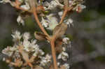 Dogtongue buckwheat